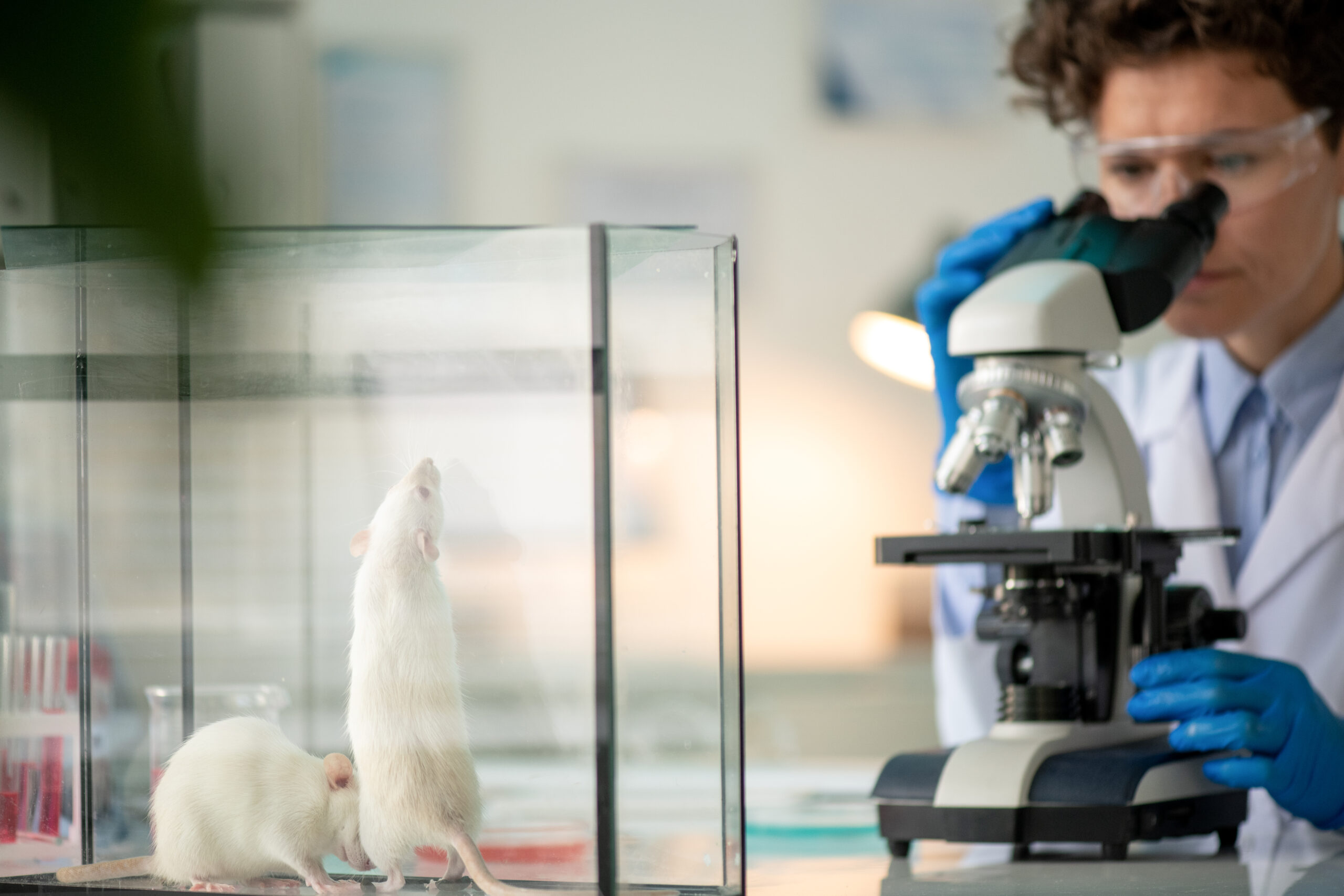 image of researcher and rats